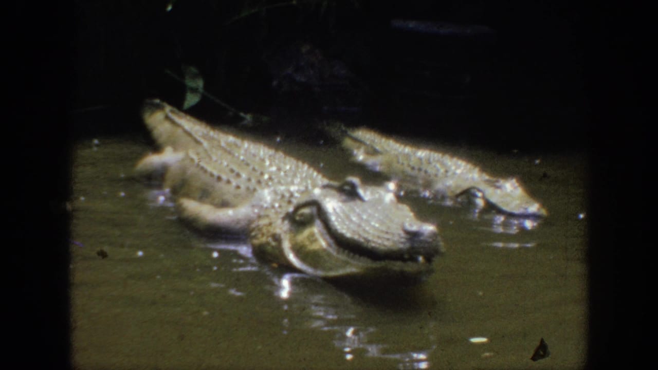 1962 Anaheim 8mm frame showing two crocodiles or crocodile figures in dark water with reflections and soft low-light focus.