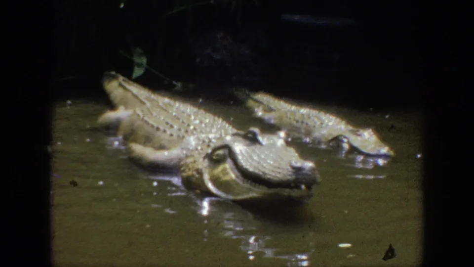 1962 Anaheim 8mm frame showing two crocodiles or crocodile figures in dark water with reflections and soft low-light focus.