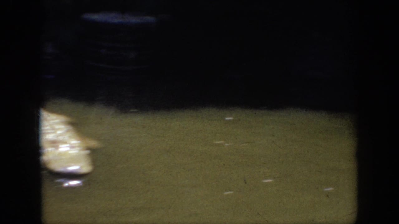 Close partial view of a crocodile body in dark water.
