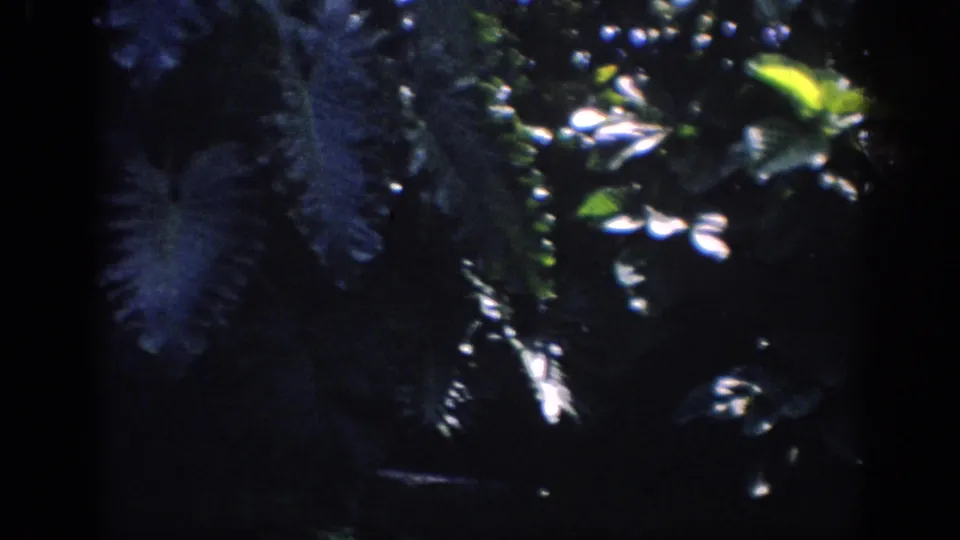 1962 Anaheim 8mm frame emphasizing dense foliage, fern shapes, and scattered daylight in a shadowed garden.