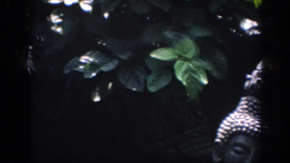 1962 Anaheim frame showing a smaller Buddha-style head low in the frame, surrounded by broad leaves and shadow.
