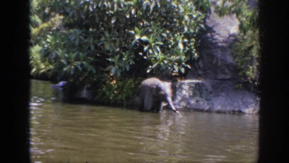 1962 Anaheim frame showing a young elephant at the water's edge near rocks and dense greenery in a landscaped attraction setting.