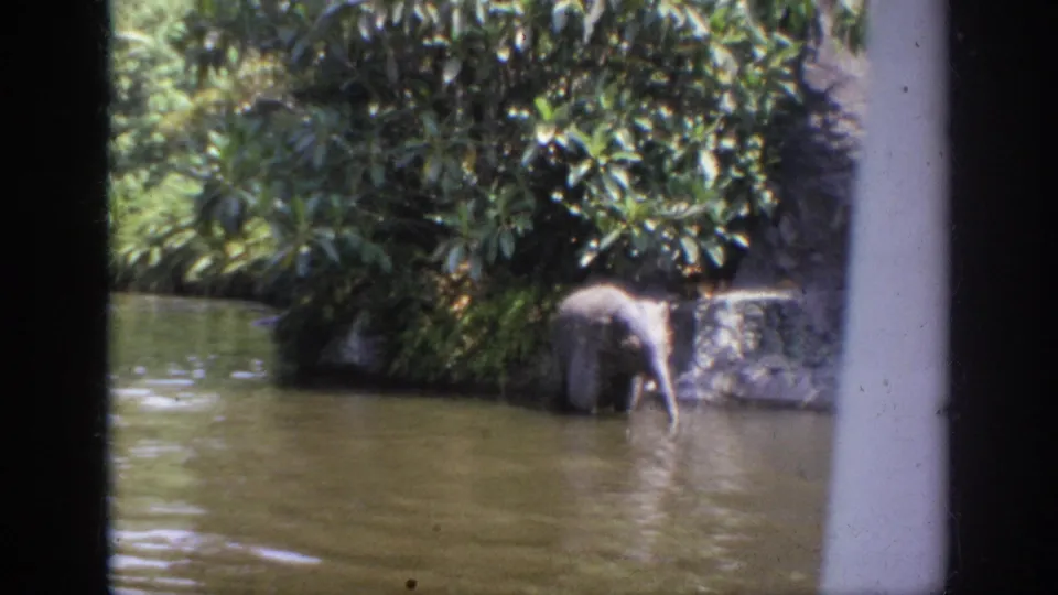 The young elephant remains near the shallow water in the Anaheim attraction scene, surrounded by greenery and rock landscaping.