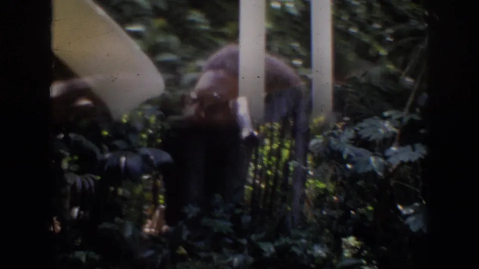 1962 Anaheim ride view with a bearded adult partly obscured by shadows, white railings, and dense green vegetation.