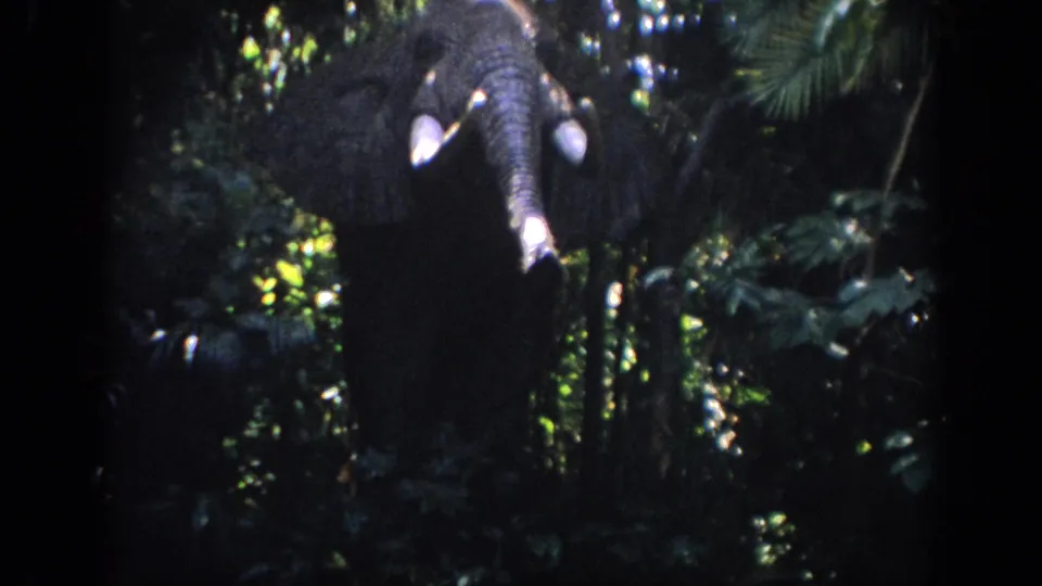 1962 Anaheim home-movie frame showing an elephant in a jungle-style setting, surrounded by dense foliage and deep shadow.