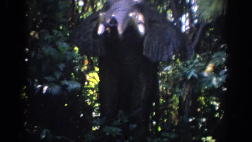 1962 Anaheim attraction footage shows an elephant raising its trunk amid dense green foliage and shadowed ride scenery.