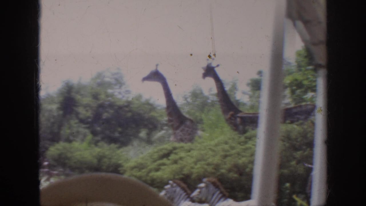 1962 Anaheim zoo tram view with two giraffes partly framed by the vehicle window and dense green planting.