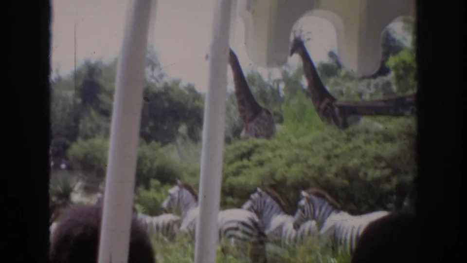 1962 Anaheim home-movie view from a zoo tram, with giraffes and zebras seen through the vehicle structure.