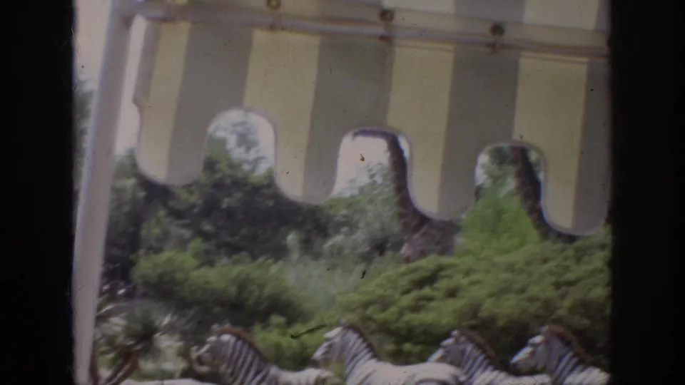 1962 Anaheim zoo tram frame showing zebras and a partly obscured giraffe beyond the scalloped vehicle canopy.