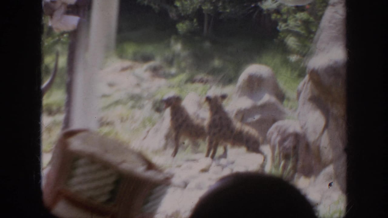Several doglike animals stand in a sunlit rocky habitat, partly obscured by window framing and a viewer silhouette.