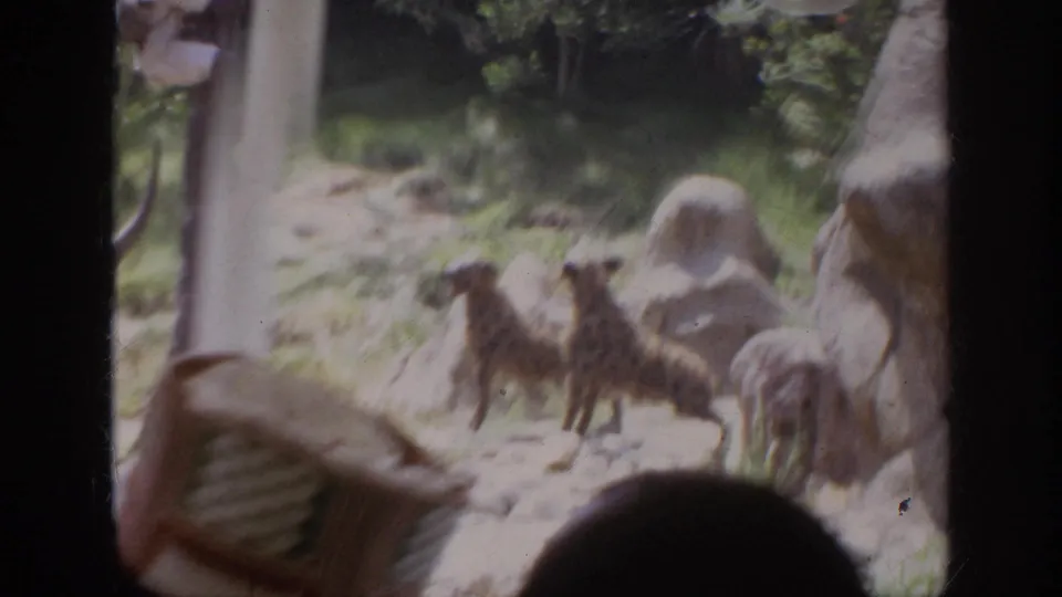 1962 Anaheim attraction footage shows several doglike animals in a rocky habitat, filmed through a vehicle or window barrier with a viewer silhouette below.
