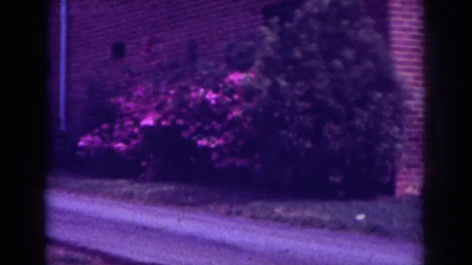 Soft 8mm frame from Raleigh showing pink-purple flowering shrubs along a brick residential exterior near the driveway.