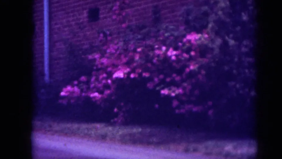 1962 Raleigh home-movie frame centered on pink-purple flowering shrubs and greenery beside a brick suburban house.