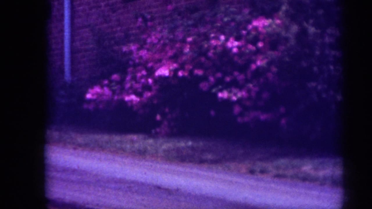Flowering shrub beside a brick wall and driveway, with dark 8mm frame borders.