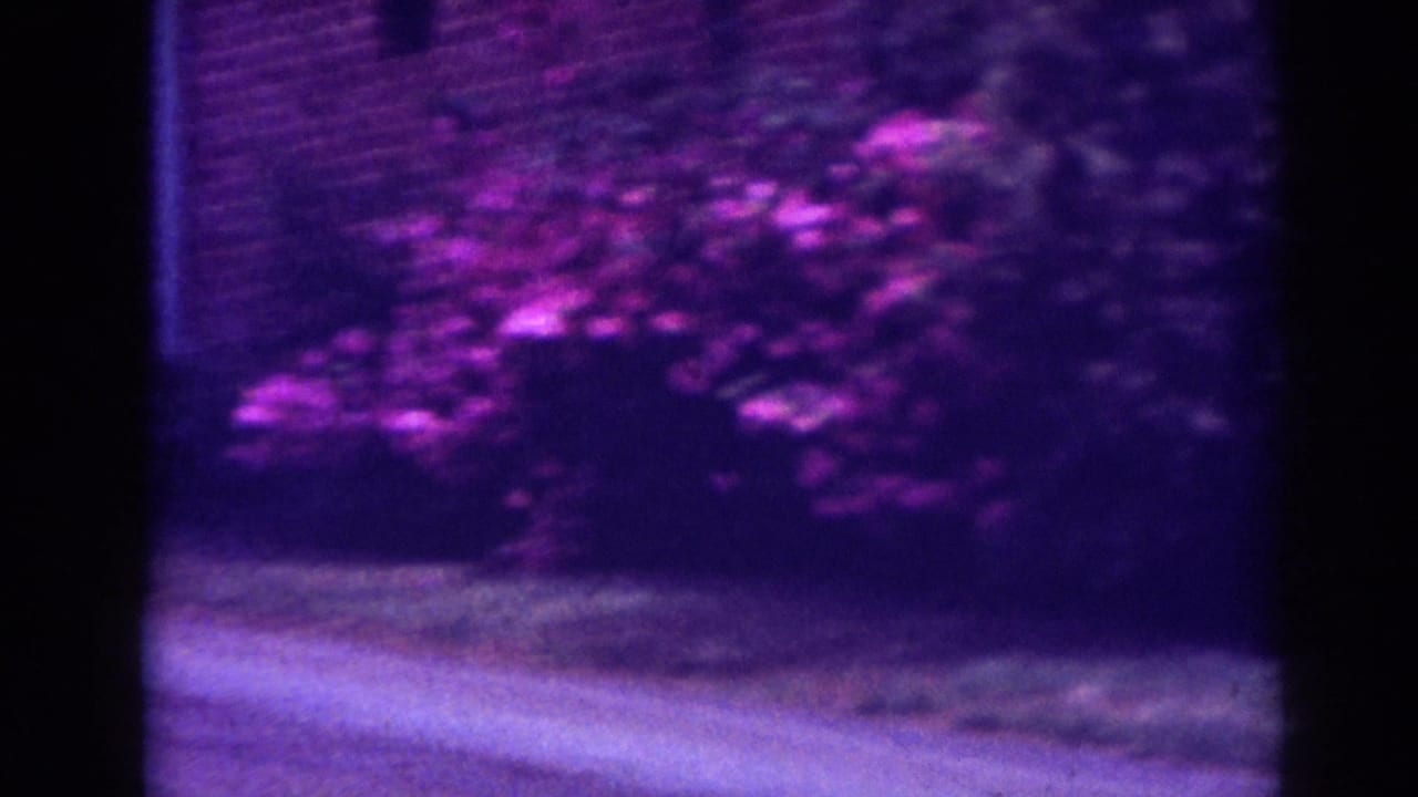 Soft 8mm view of a flowering shrub, grass, driveway, and brick wall in Raleigh, 1962.