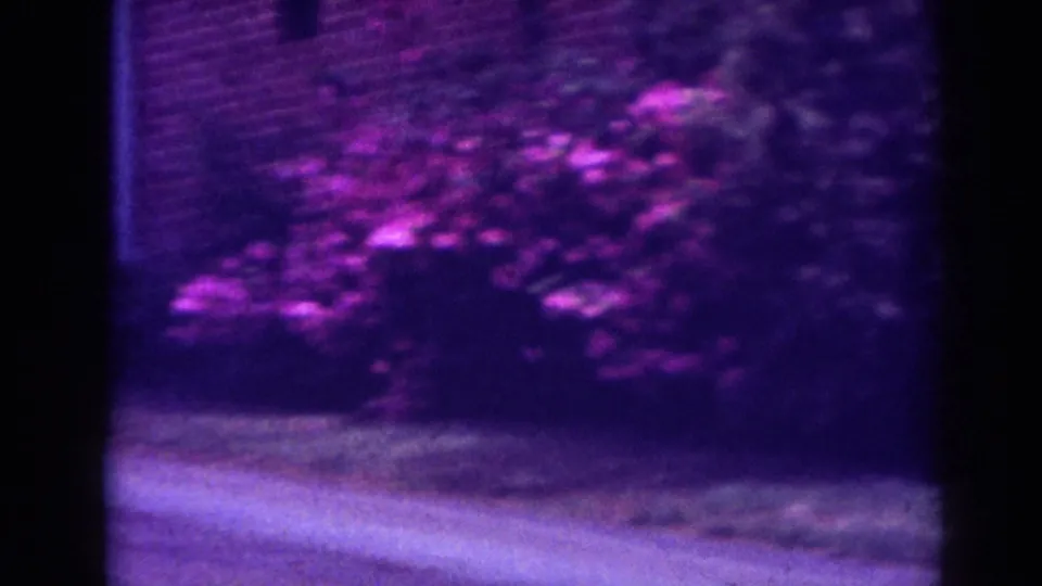 Soft 8mm view of a flowering shrub, grass, driveway, and brick wall in Raleigh, 1962.
