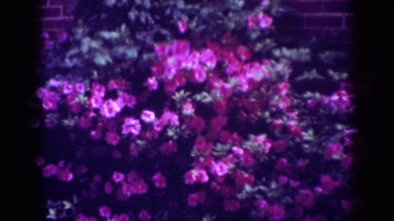 Dense hot pink flowers and green foliage fill the frame near a brick wall.