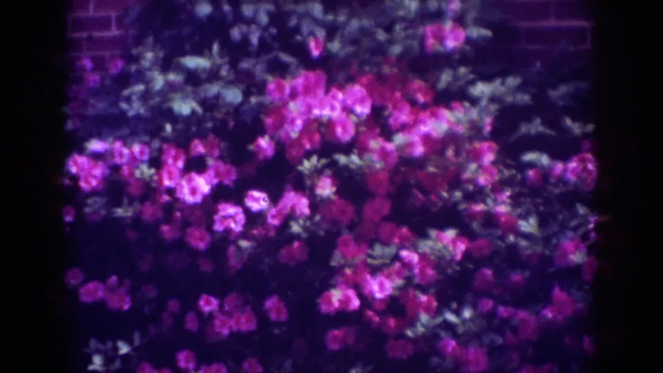 A dense patch of pink flowers and leafy foliage appears in soft 8mm color, with brickwork faintly visible behind the garden planting.