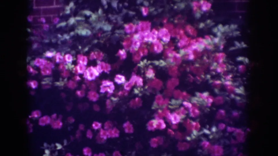 The final frame holds on pink flowering shrubs and green foliage near a brick wall, with strong magenta cast and soft 8mm grain.