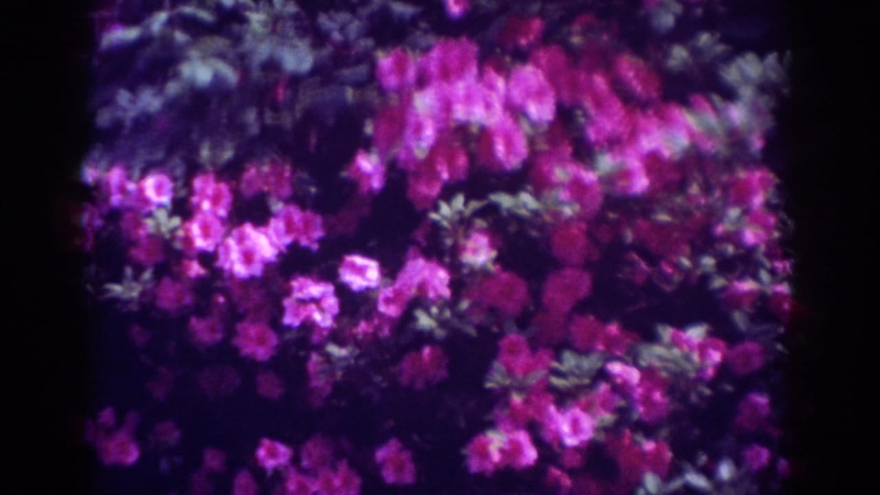 Saturated pink flowers and foliage in 1962 Raleigh home-movie footage, filmed close up with soft focus and dark shadow behind them.