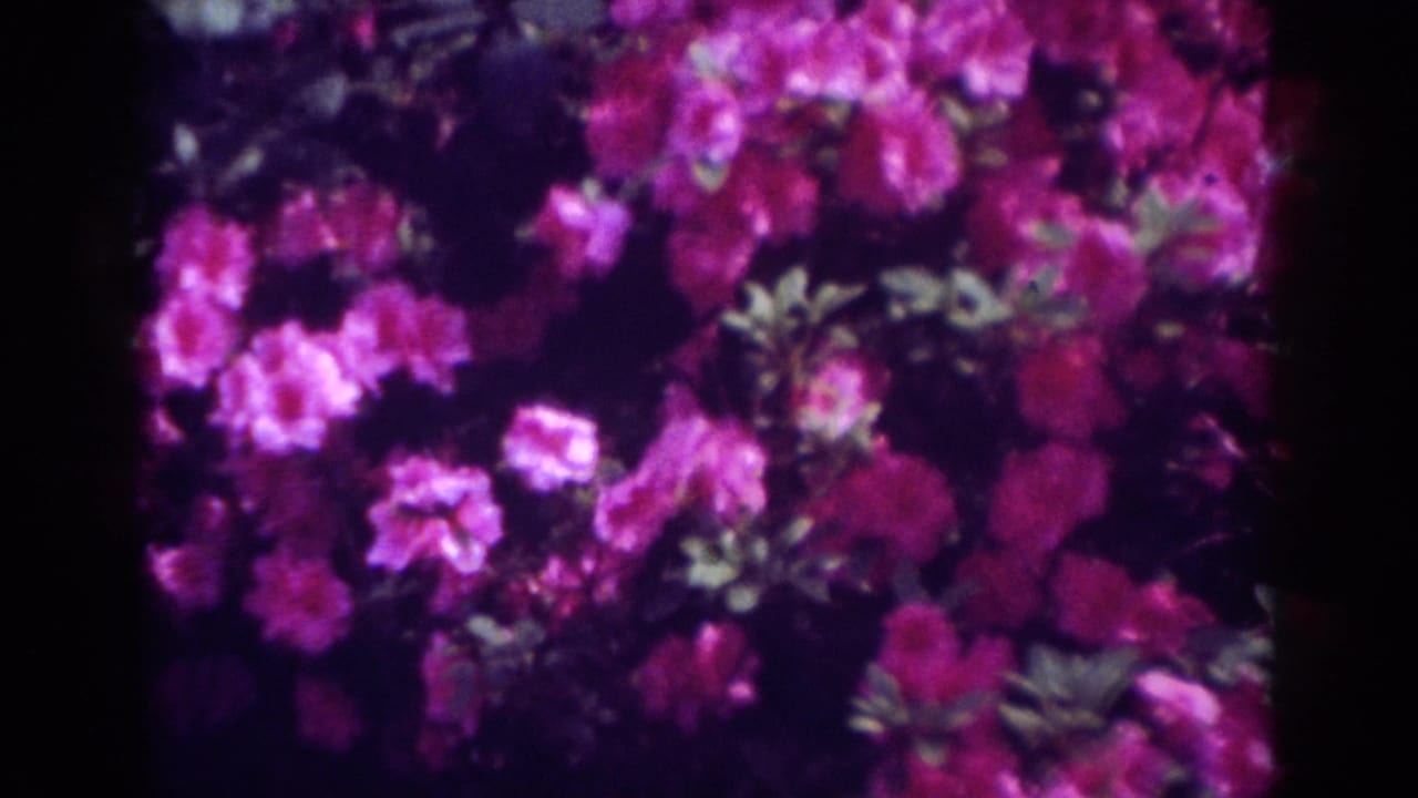 Pink garden flowers and leaves sway in a dark, softly focused 8mm frame from the Raleigh home-movie clip.