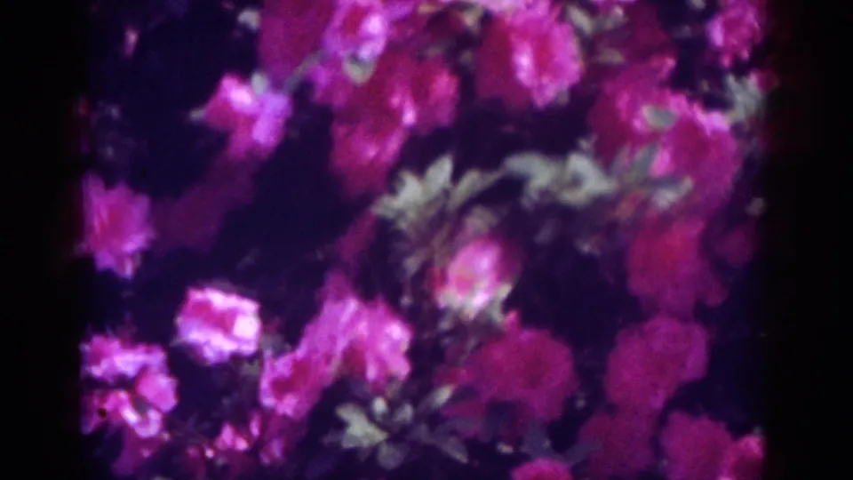 Close, softly focused pink blossoms and green leaves dominate the 1962 Raleigh garden footage, with strong magenta color and visible grain.