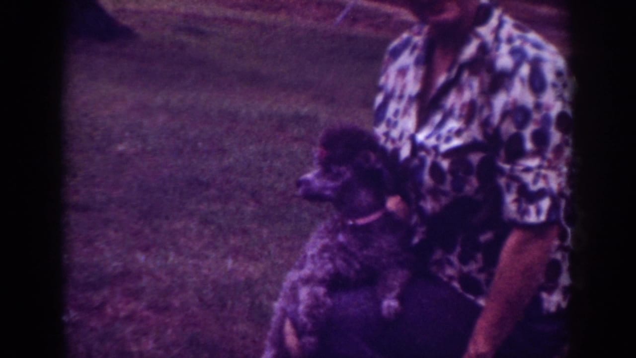 Dark poodle beside a person in a patterned shirt on grass.