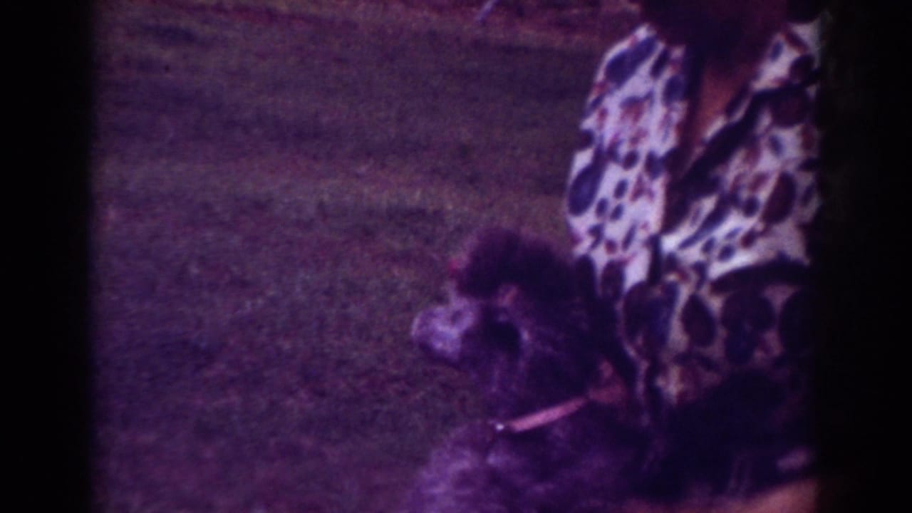 Poodle in profile beside a person wearing a patterned shirt.