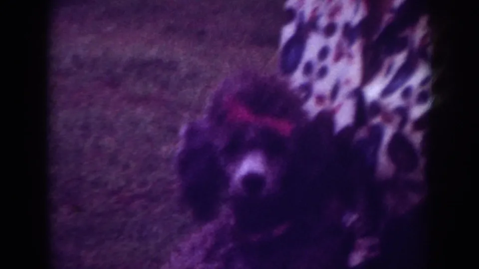 1962 Raleigh home-movie frame showing a close, soft-focused dark poodle with the owner cropped at the edge of the shot.