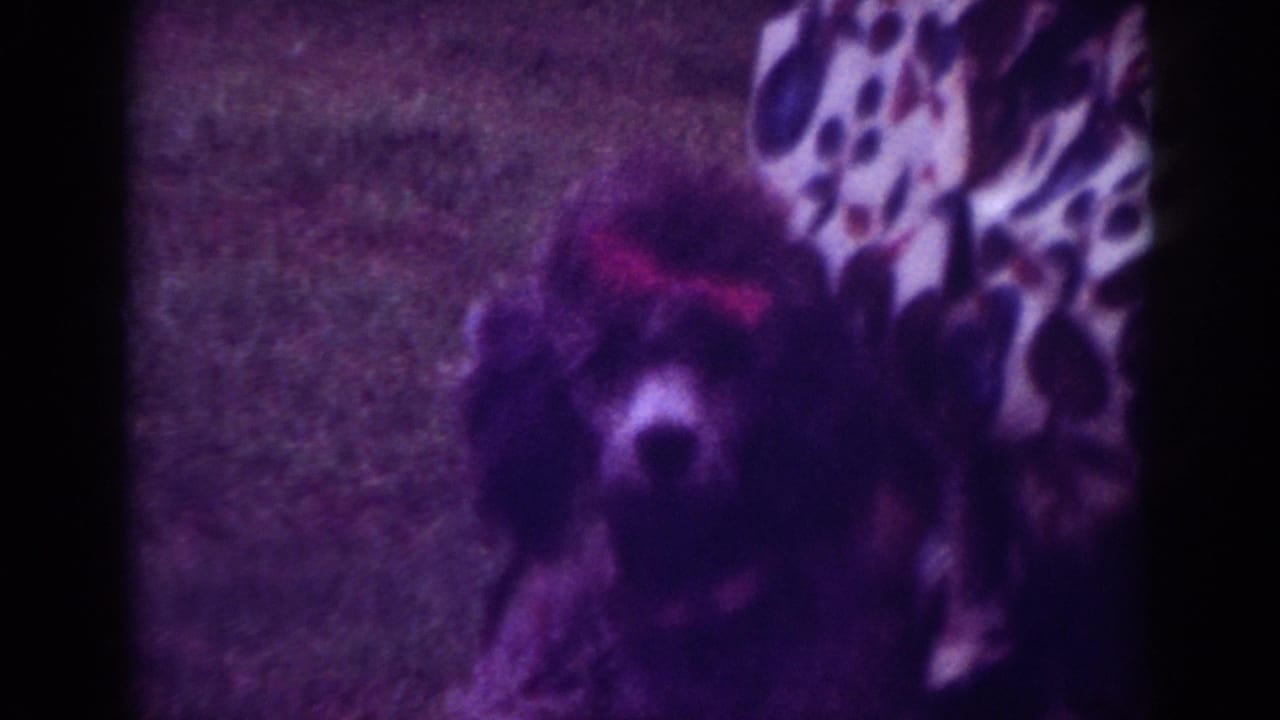 1962 Raleigh 8mm frame showing a dark poodle outdoors beside a patterned shirt, with soft focus and purple color shift.