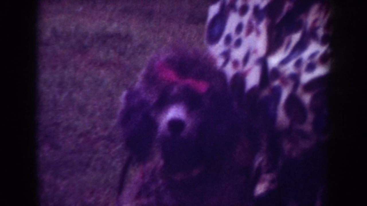 1962 Raleigh home-movie still with the poodle facing the camera near a person in a patterned shirt outdoors.