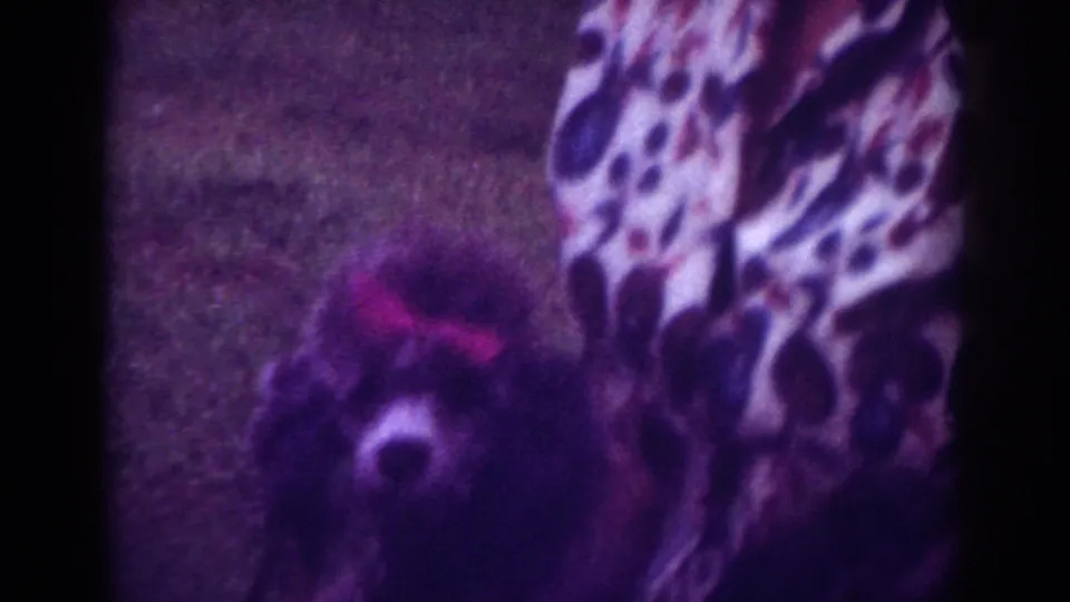 Soft 8mm frame from Raleigh in 1962 showing the poodle moving near a patterned shirt in a yard or park-like setting.