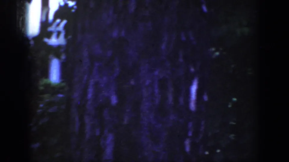 1962 Raleigh home-movie view dominated by a large trunk, dark foliage, and a partial glimpse of the house.