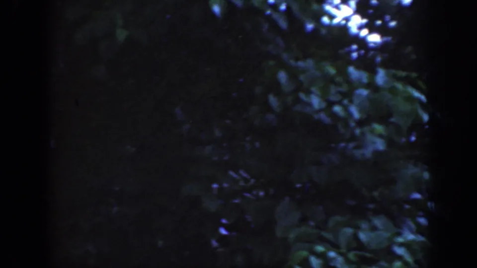 1962 Raleigh frame showing dense shaded vegetation and trunks with the house largely hidden behind leaves.