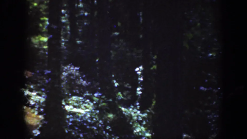 A shadowed wooded area fills the frame, with tree trunks, dense foliage, and scattered sunlight on the ground.