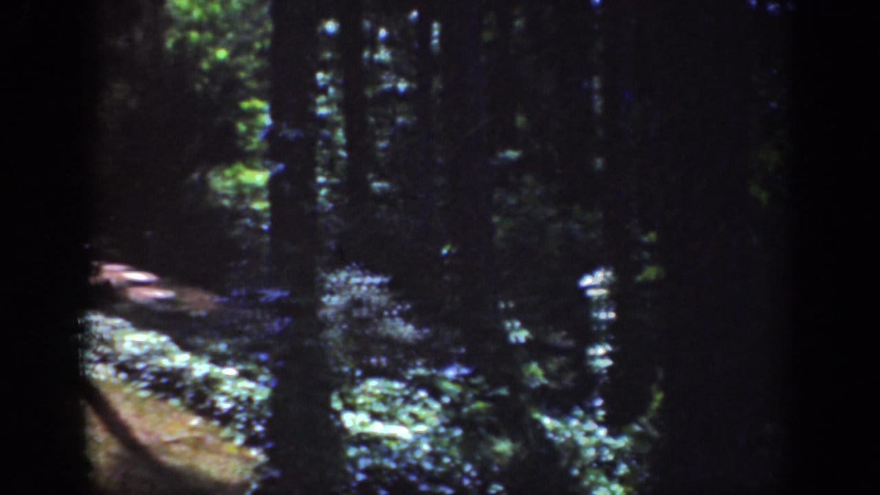 1962 8mm home-movie frame from Raleigh showing a shaded forest trail among tall trees and bright patches of sunlight.