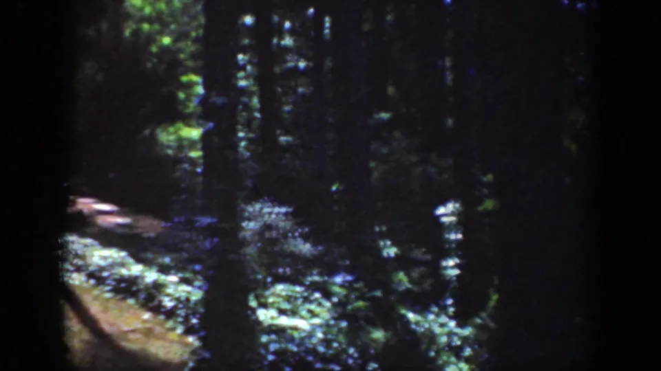 1962 8mm home-movie frame from Raleigh showing a shaded forest trail among tall trees and bright patches of sunlight.