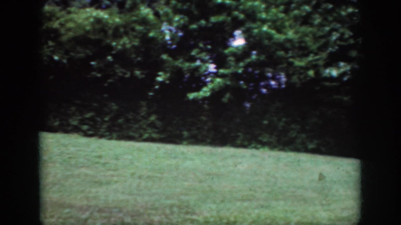 Open grass and leafy woodland under dappled light.