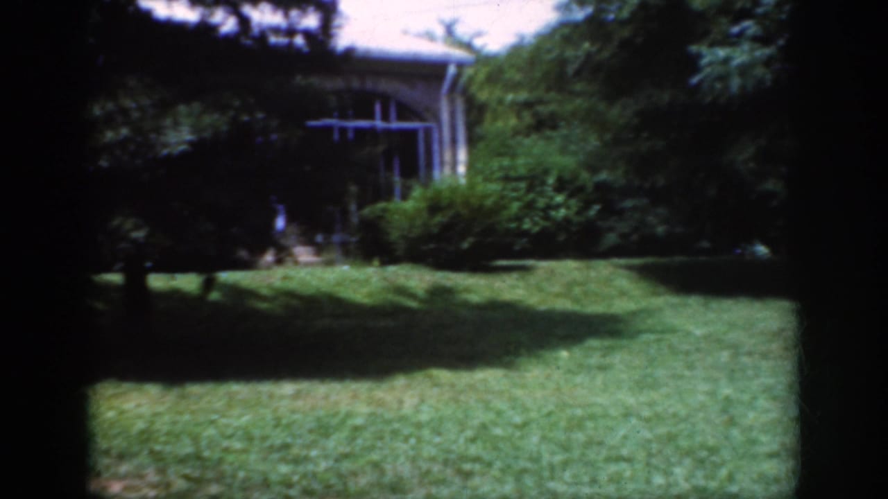 Green lawn with shrubs and a house window partly visible through trees.