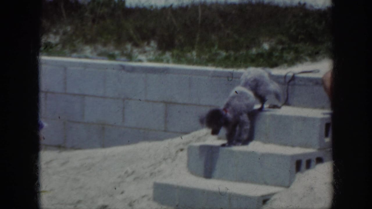 Poodle standing on concrete steps beside a sandy area.