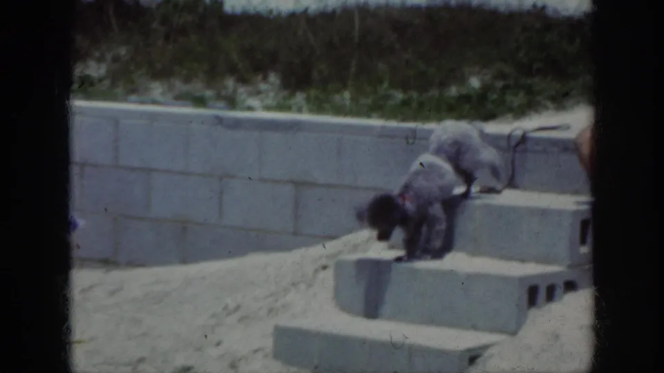 A poodle explores concrete block steps on a sandy beach-like area, with a second dog and part of a seated person near the edge of frame.