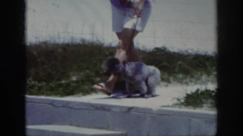 1962 home-movie frame showing a small dog crouched or sitting on a concrete path beside beach grass as the woman holds the leash.