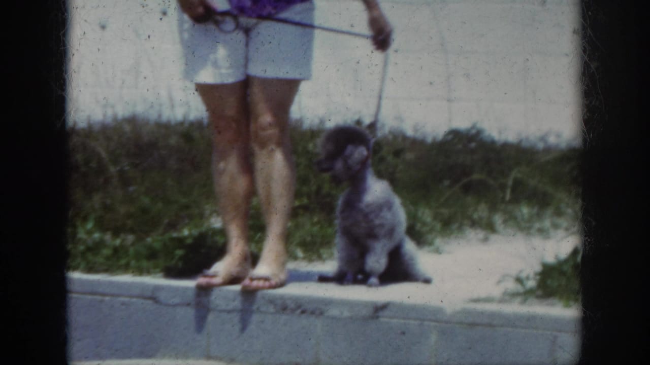Leashed poodle sitting beside a woman on a curb with grass behind them.