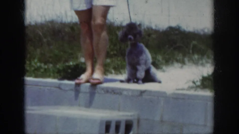 Close 1962 Raleigh home-movie view of a leashed poodle sitting beside a woman's legs near grass and a concrete curb.
