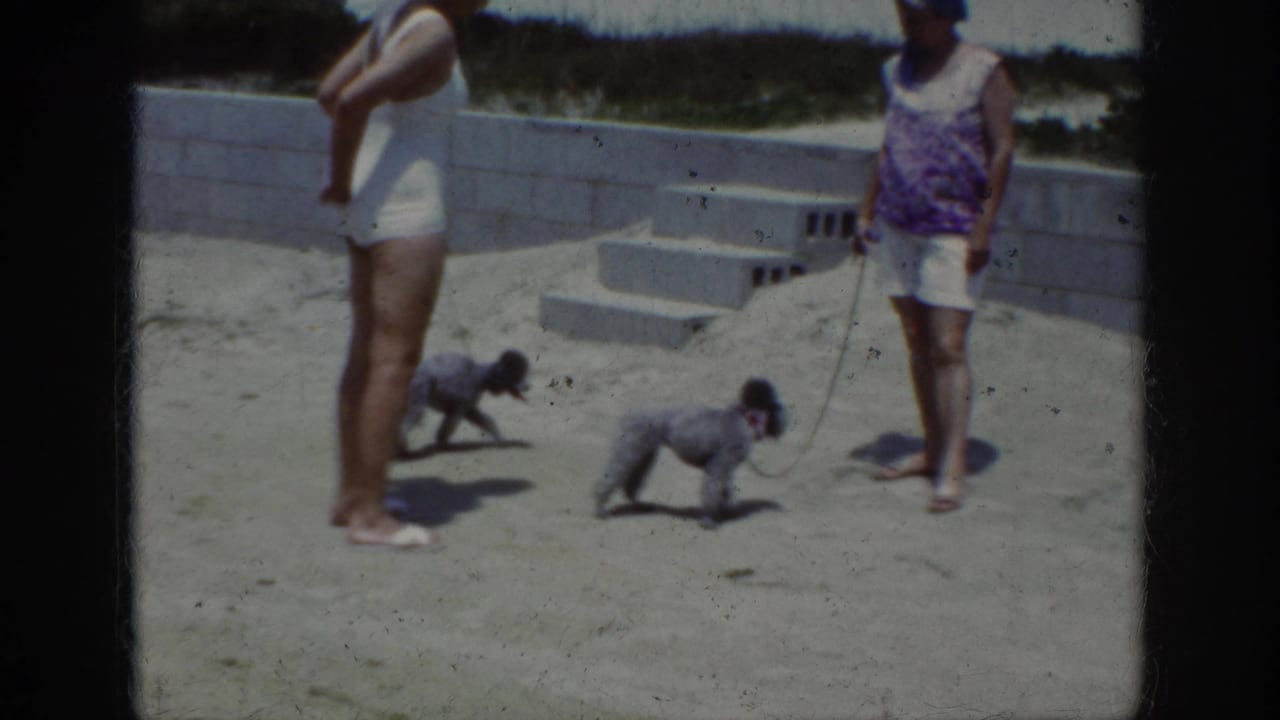 Two adult women in beachwear stand with two small grey poodles on sand, with concrete steps and wall behind them.