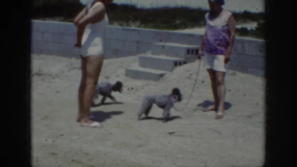 Two adult women in beachwear stand with two small grey poodles on sand, with concrete steps and wall behind them.