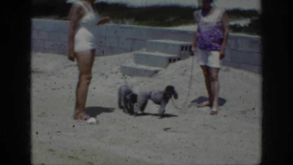 Two small grey poodles meet or pass each other between two women on a sunny sandy beach area.