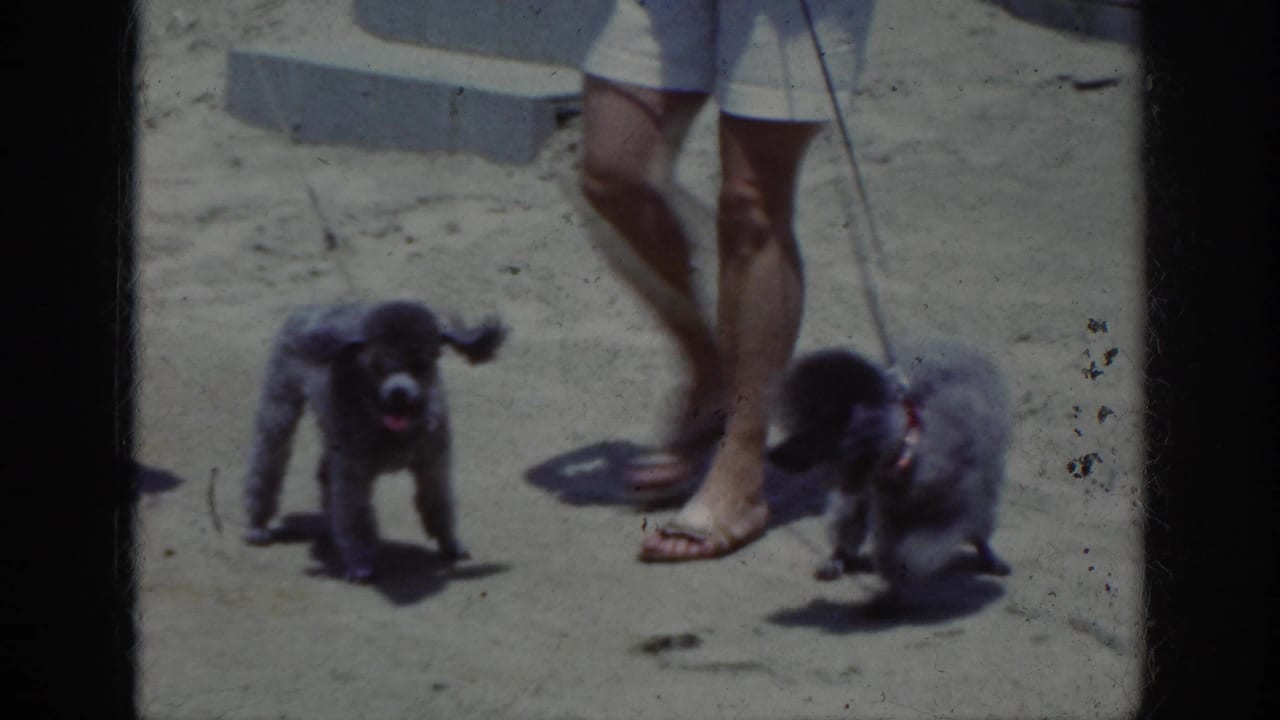 Leashed black and gray poodles stand in bright sun beside two women during the 1962 Raleigh home-movie beach scene.