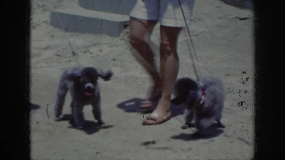 Leashed black and gray poodles stand in bright sun beside two women during the 1962 Raleigh home-movie beach scene.