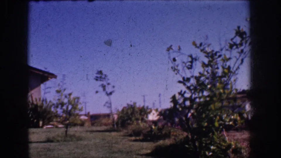 1962 Yorba Linda residential garden scene with shrubs and small trees in wind, lawn, distant rooftops, utility wires, and clear blue sky.